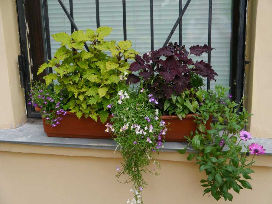 Недружелюбные соседи: топ растений, которые не переносят соседство других цветов | комнатные цветы и уход за ними