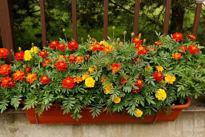 Какие цветы можно посадить на балконе на солнечной и северной стороне