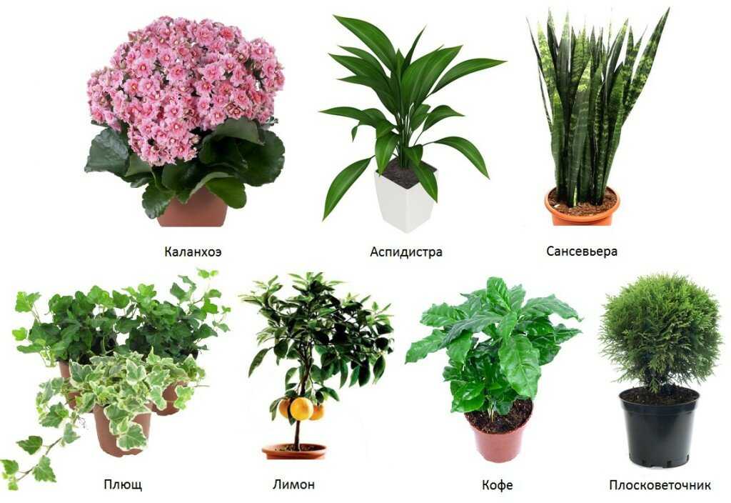 Цветок мирт: описание, особенности ухода и выращивания, фото - sadovnikam.ru