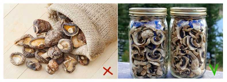 Сколько хранятся сушеные белые грибы в домашних условиях в квартире