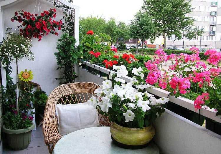 Какие цветы посадить на балконе чтобы цвели все лето и как за ними ухаживать?