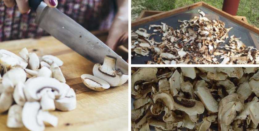 Как хранить сушеные грибы