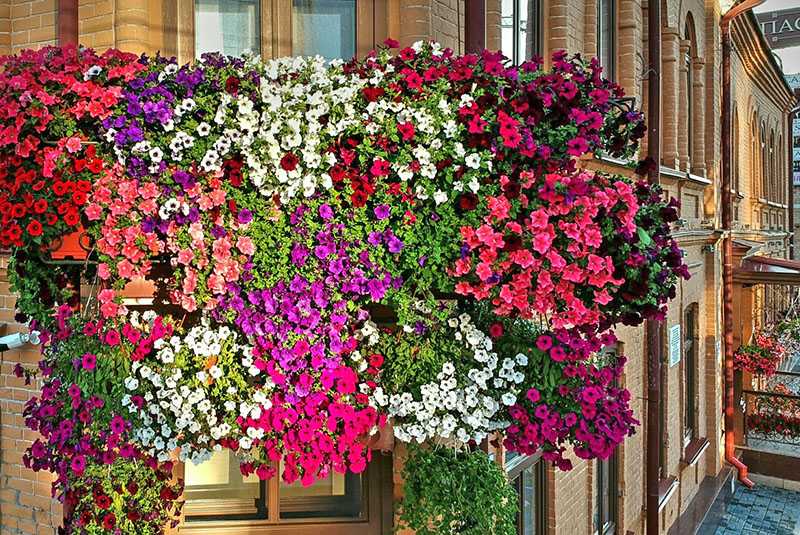 Озеленение балконов — как красиво украсить лоджию растениями с фото примерами - 29 фото