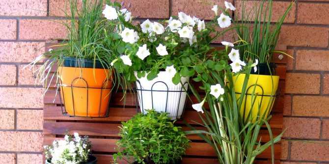 Прежде чем превратить балкон в цветущий сад, необходимо тщательно продумать детали и создать подходящие условия для растенийЧто украшает типовые городские