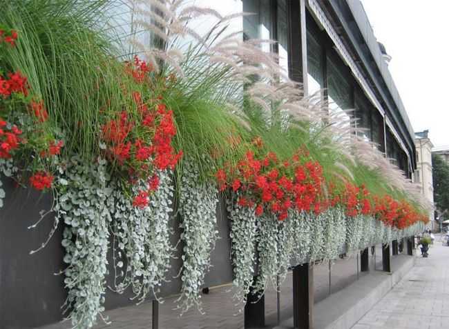 Идеи для бесплатного озеленения балкона — пряные травы