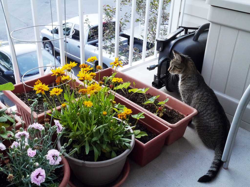 Как посадить растения на балконе? инструкция для начинающих