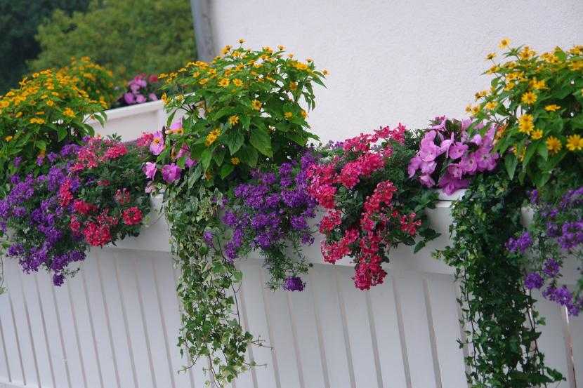 Какие неприхотливые цветы посадить на балконе на южной и северной стороне? как организовать цветник из многолетних и однолетних растений на балконе своими руками, цветущих все лето: советы, идеи, уход