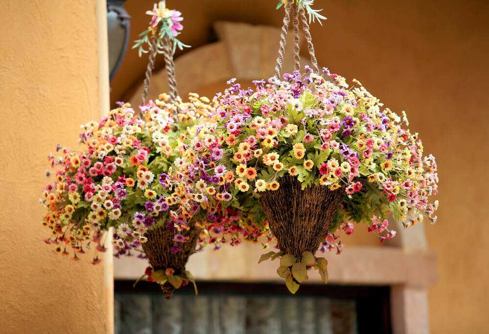 Морозоустойчивые растения для балкона -
