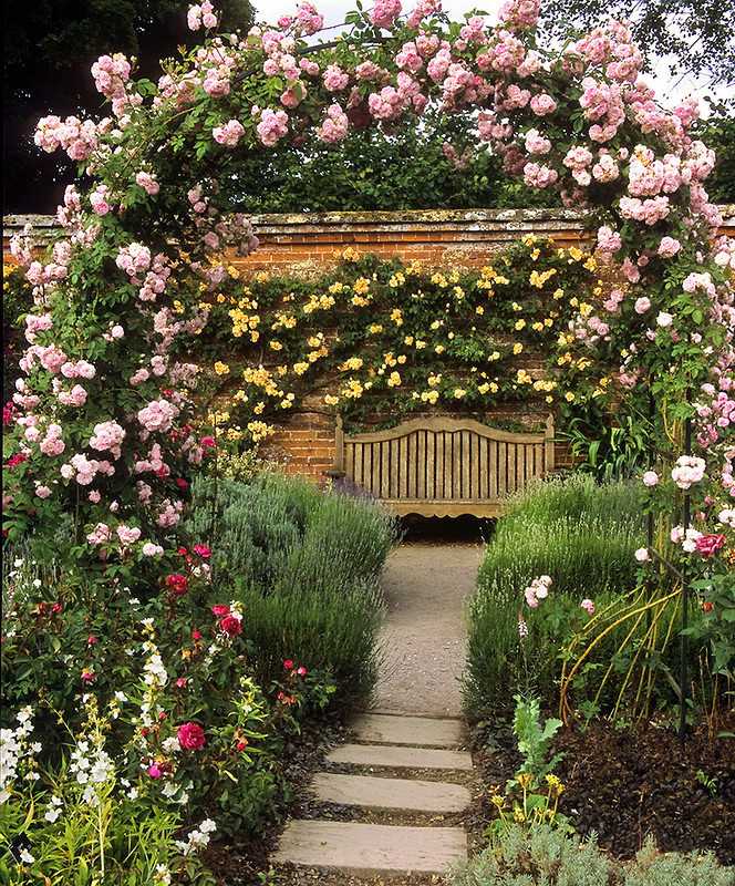Какие розы самые лучшие для частного сада — описания популярных видов
