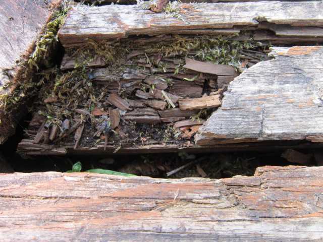 Как можно остановить и ускорить гниение древесины? - ремонт и стройка