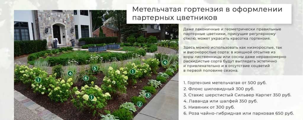 Гортензия в саду (41 фото): видео-инструкция по уходу своими руками, особенности выращивания, дизайн, фото