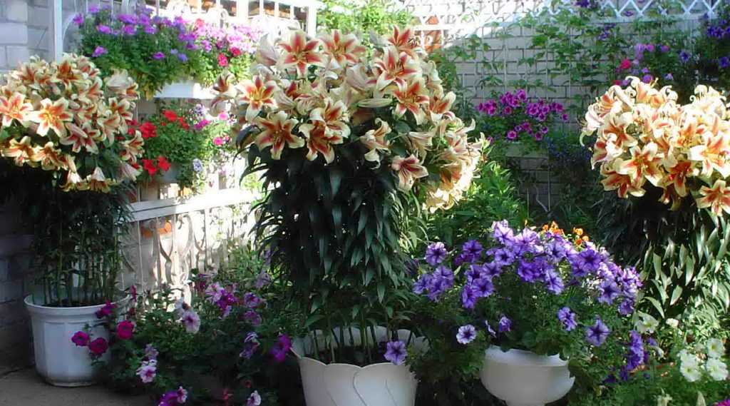 К сожалению, не все растения подходят для солнечной стороны поэтому стоит выбрать правильные цветы для вашего балконаЕсть одна простая подсказка, лежащая