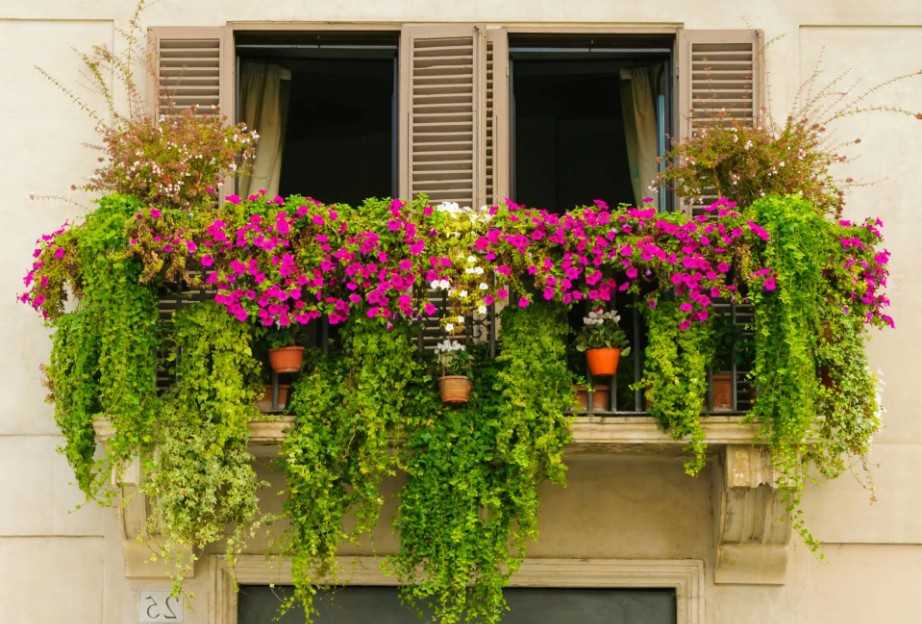 К сожалению, не все растения подходят для солнечной стороны поэтому стоит выбрать правильные цветы для вашего балконаЕсть одна простая подсказка, лежащая