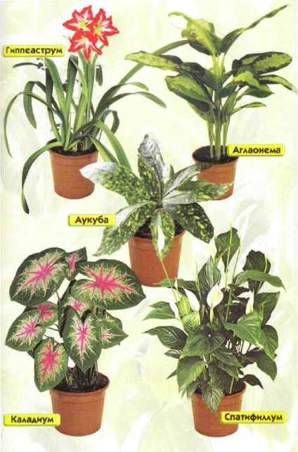 Светолюбивые растения: особенности и характеристики, фото декоративных и цветущих культур | клуб цветоводов