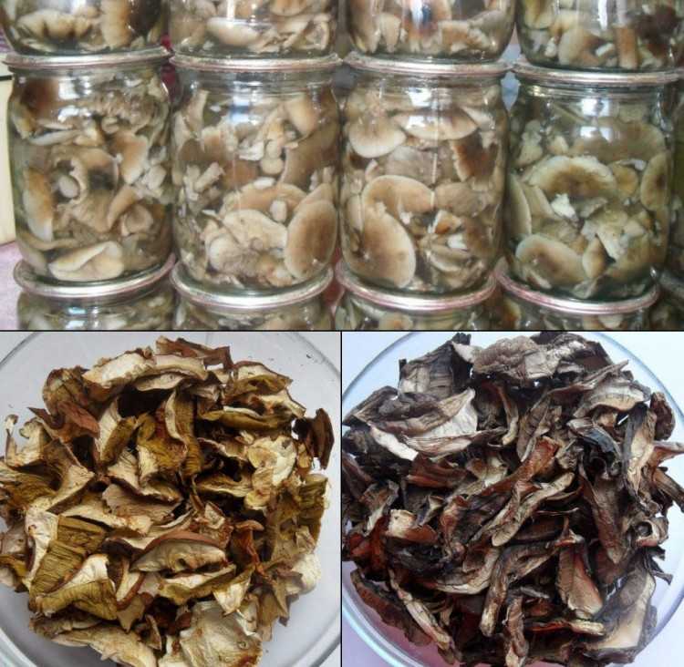 Способы и сроки хранения сушеных грибов