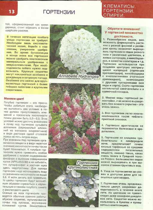Цветок гортензия: описание, посадка и уход, особенности полива, фото - sadovnikam.ru