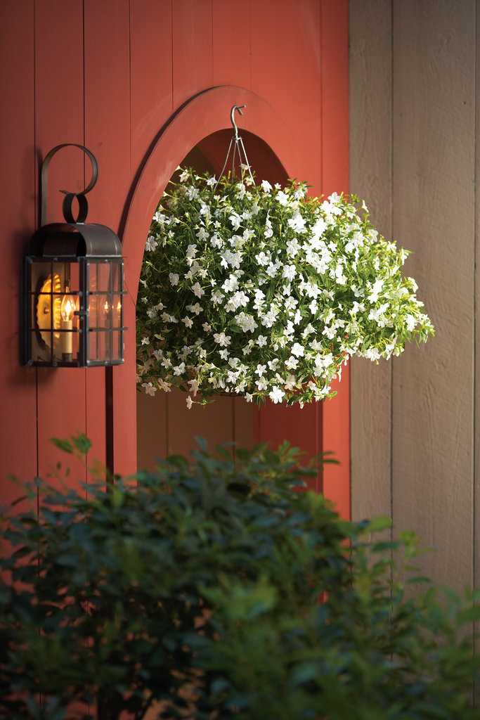 Маленький тенистый сад дома или вьющиеся цветы для балкона