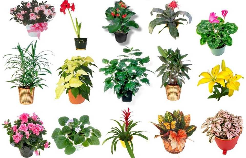 Светолюбивые растения для дома и сада