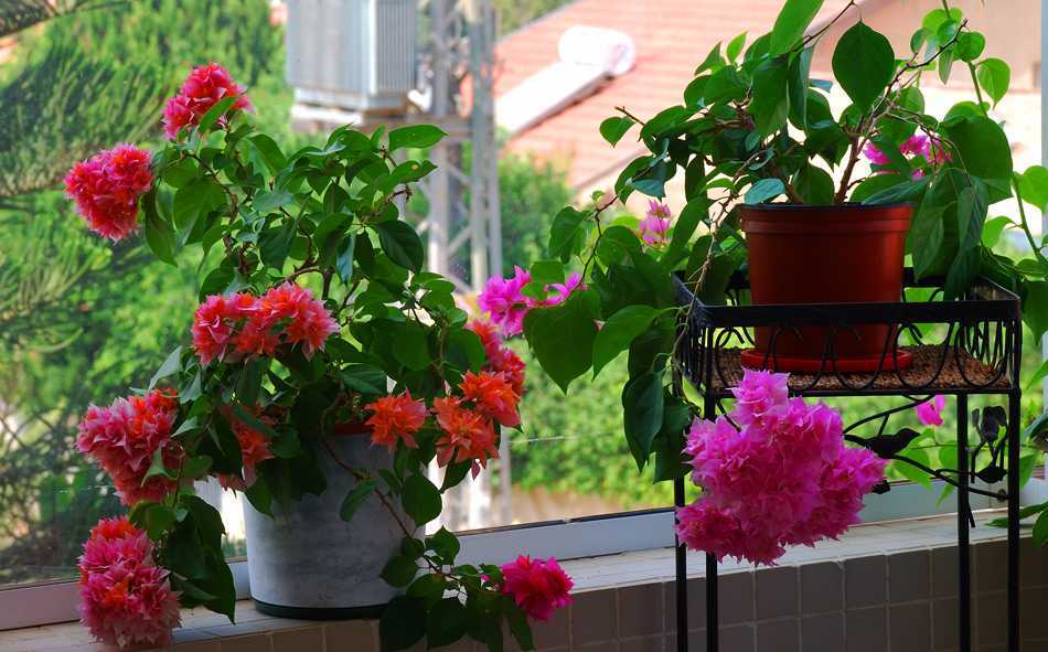 11 растений для южного балкона, которые выживут под палящим солнцем