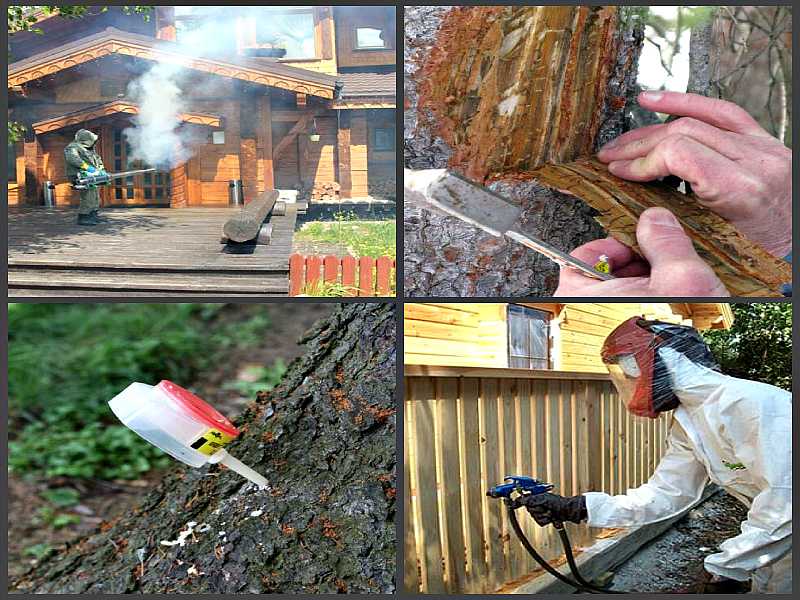 Как остановить гниение древесины. чем вылечить древесину от гнили? рекомендации эксперта