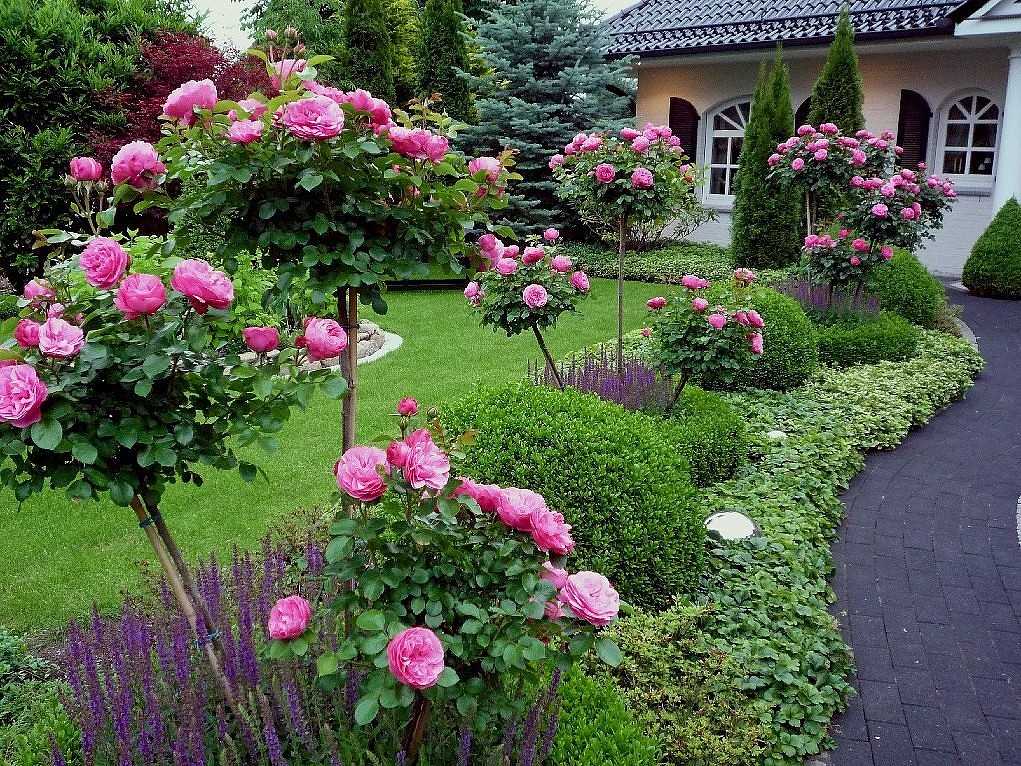 Розы в ландшафтном дизайне сада или дачного участка