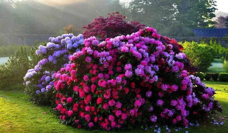 Декоративные кустарники: морозостойкие, многолетние, красивые, низкие для сада и дачи, цветущие все лето розовыми и желтыми цветами
 - 24 фото