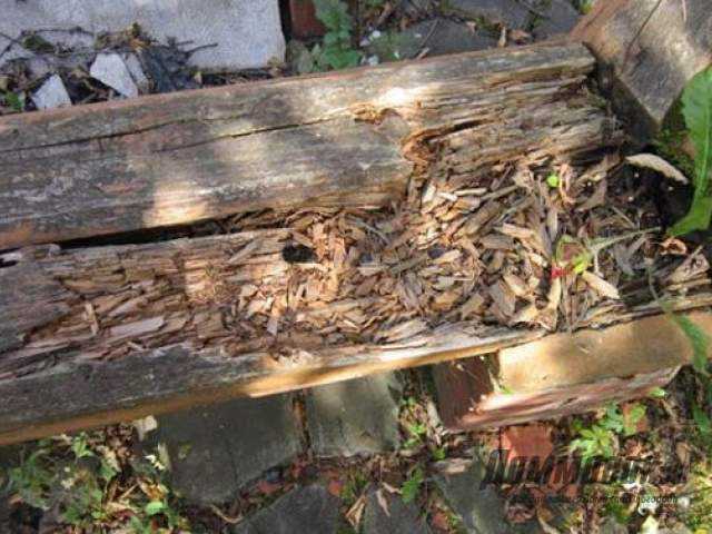 Защита деревянных конструкции от биологического поражения / древесина / стройматериалы / публикации / строим домик
