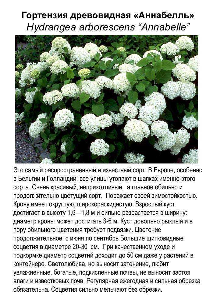 Как выглядит гортензия: фото и описание, особенности выращивания в открытом грунте - sadovnikam.ru