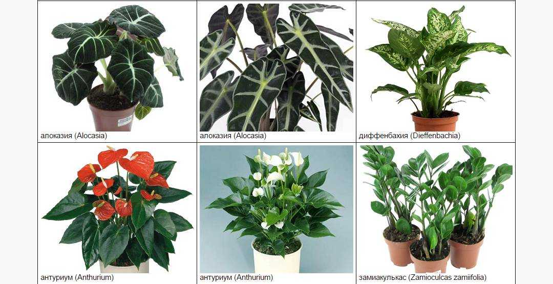Комнатное растение «мирт»: полезные и вредные свойства