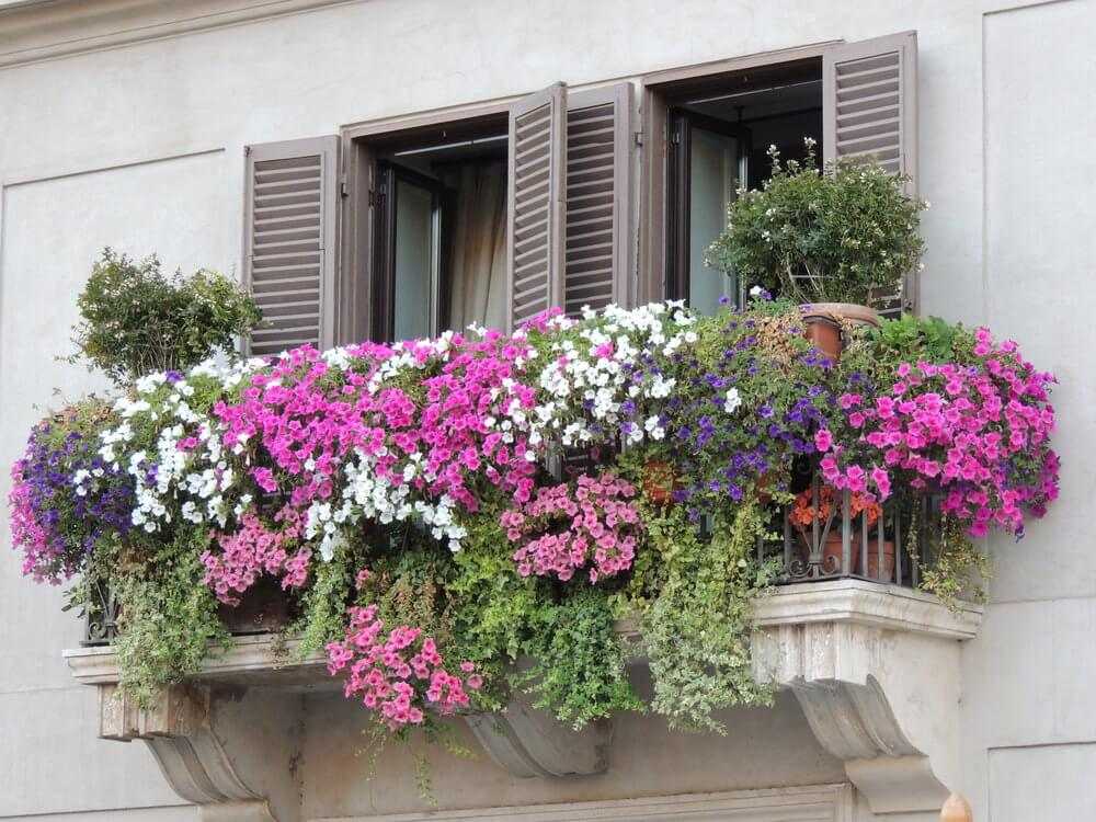 Цветы на балконе: какие растения посадить на все лето, фото лучших, красивых и интересных, еще до скольки градусов можно держать комнатные морозостойкие сорта?