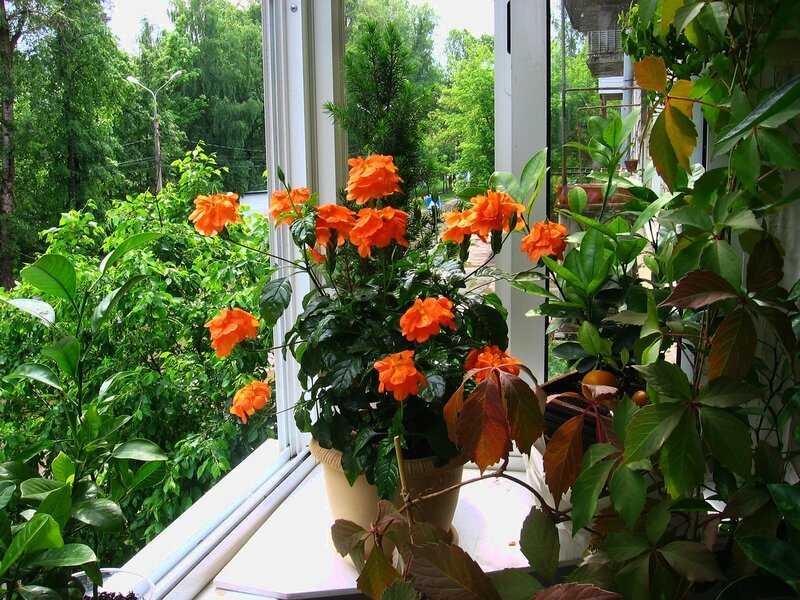 Будут цвести всё лето. 9 растений, которые можно смело сажать у себя на балконе