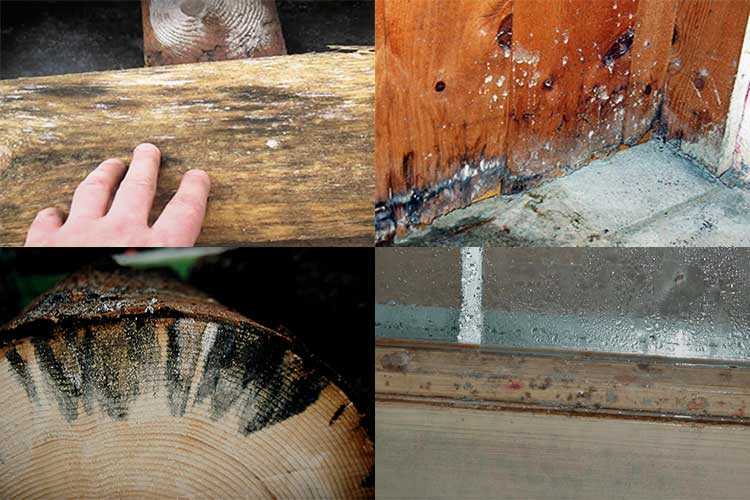 Какая древесина лучше для мебели: делаем правильный выбор, плюсы и минусы