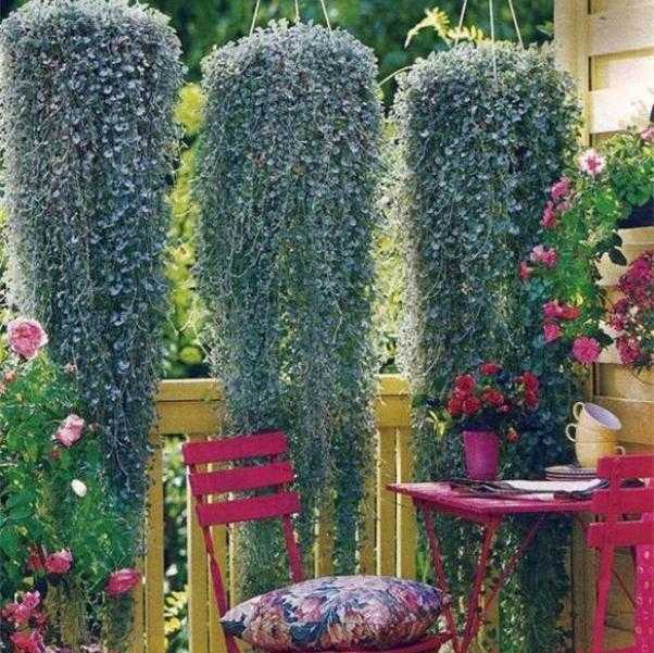 Морозоустойчивые растения для балкона