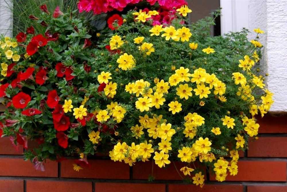 Будут цвести всё лето. 9 растений, которые можно смело сажать у себя на балконе