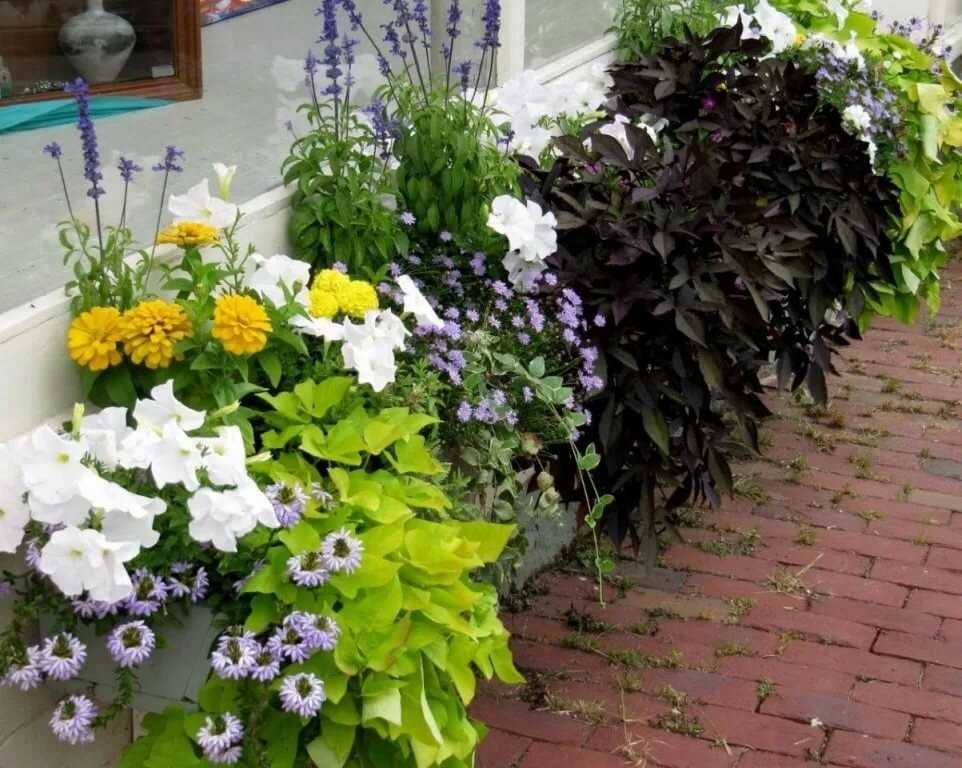 Выращивание цветов на балконе: как вырастить цветник на лоджии, фото, видео