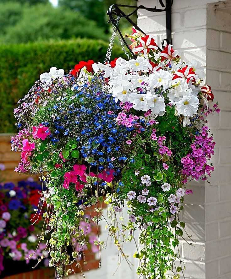 Вьющиеся цветы для балкона и быстрорастущие плетущиеся растения: ипомея, душистый горошек, клематис, какие можно посадить на солнечной стороне в горшке и их фото