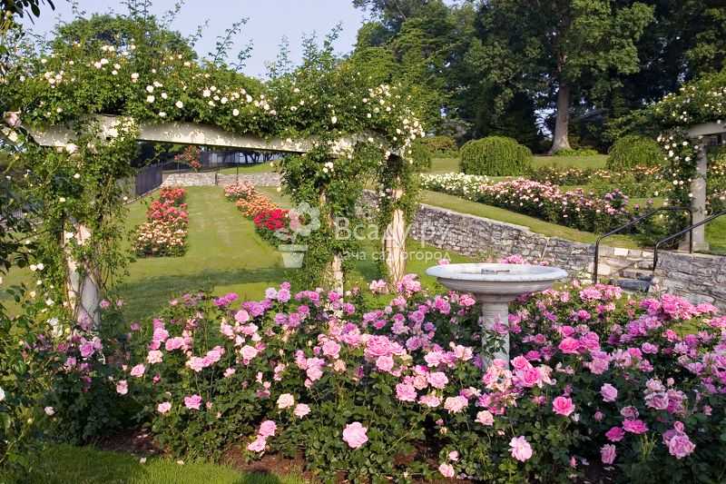 Розарий на даче: красивый ландшафтный дизайн, варианты размещения в саду участка, схемы посадки на клумбе
 - 27 фото