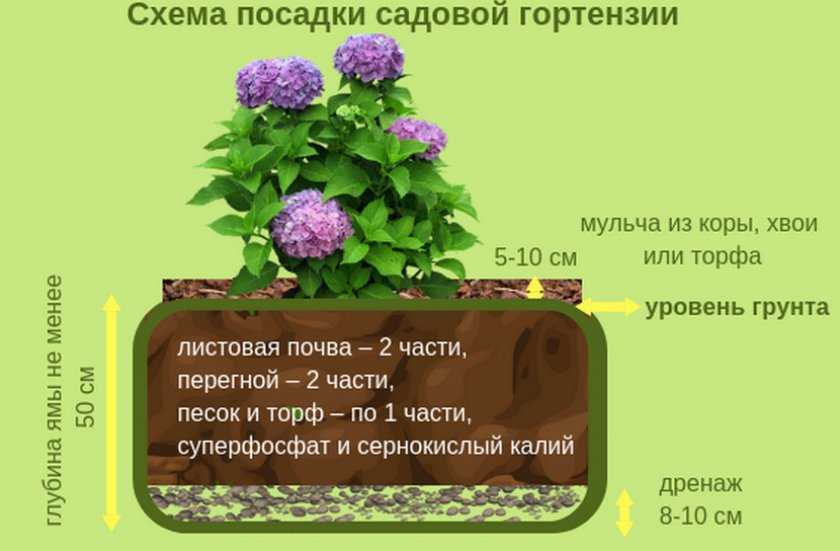 Садовая гортензия: фото и описание, особенности выращивания в открытом грунте