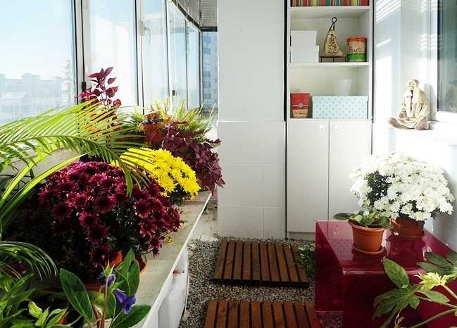 Какие цветы посадить на балконе? – топ-41 примеров для разных типов балконов