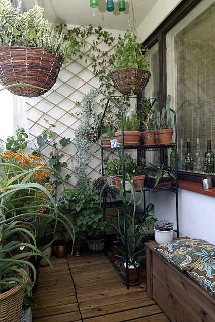 Сад на балконе — тропики в условиях города (29 фото)