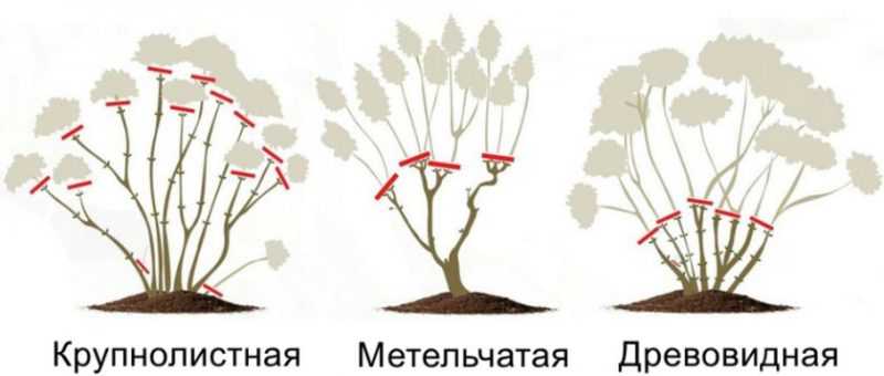 Какие растения хорошо сочетаются с гортензиями