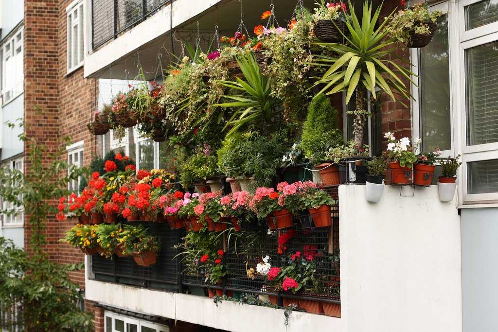 Цветы на балконе остекленном и открытом, помощь в выборе и оформлении, как сделать зимний сад на балконе, украшение лоджии ампельными цветами