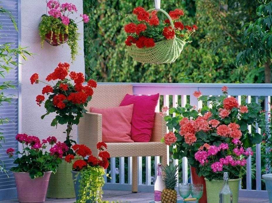 Какие можно посадить цветы на балконе: список названий, описание и фото - sadovnikam.ru