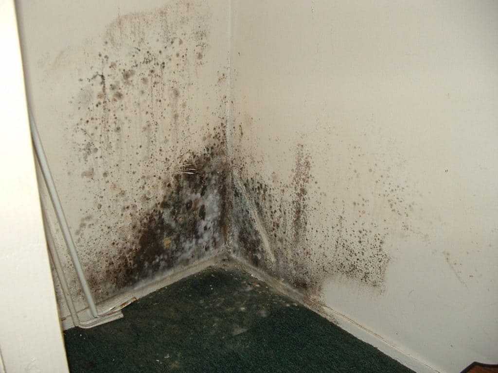 Как убрать плесень с обоев на стене в комнате, квартире в домашних условиях своими руками: народные и химические средства по удалению проблемы