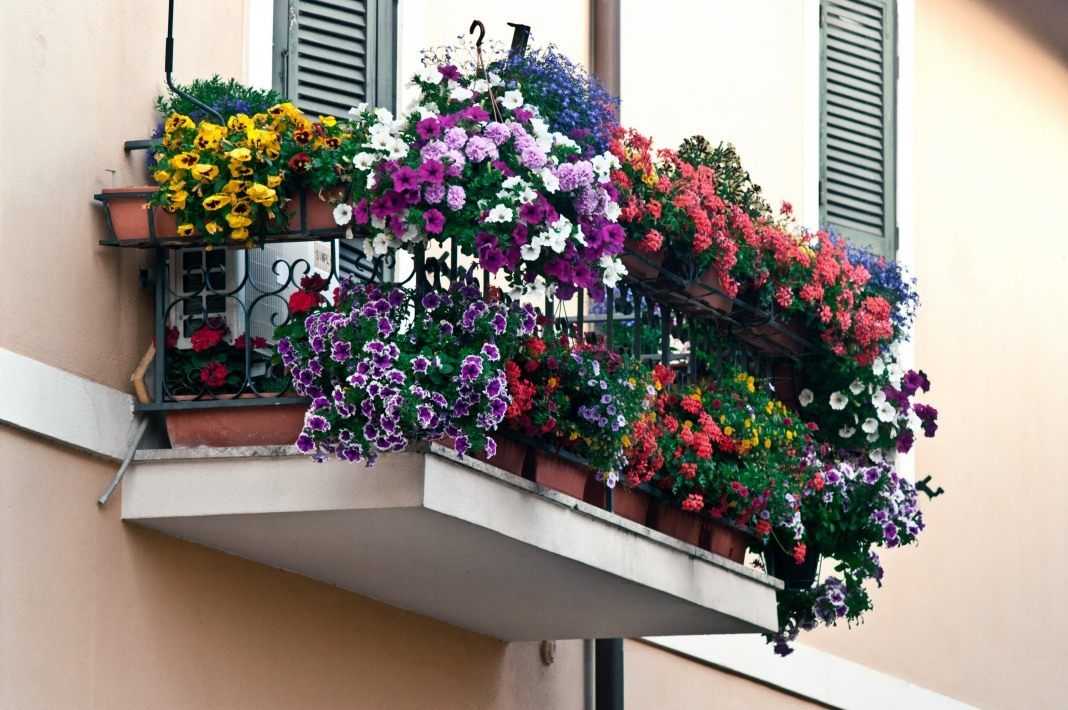 Цветы на балконе: фото дизайна, украшение пространства растениями, правила их подбора