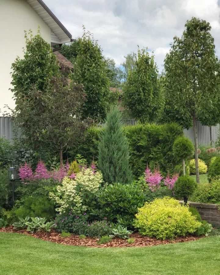 Декоративные хвойные растения для сада: 110 фото и видео описание как и где лучше садить в саду и на участке хвою