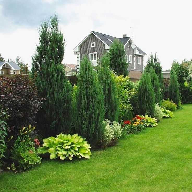 Хвойники в ландшафтном дизайне: растения для сада и дачи, готовые композиции перед домом с туями и можжевельником
 - 41 фото