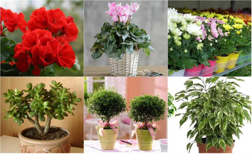 8 хищных цветов для выращивания дома и особенности ухода за ними
