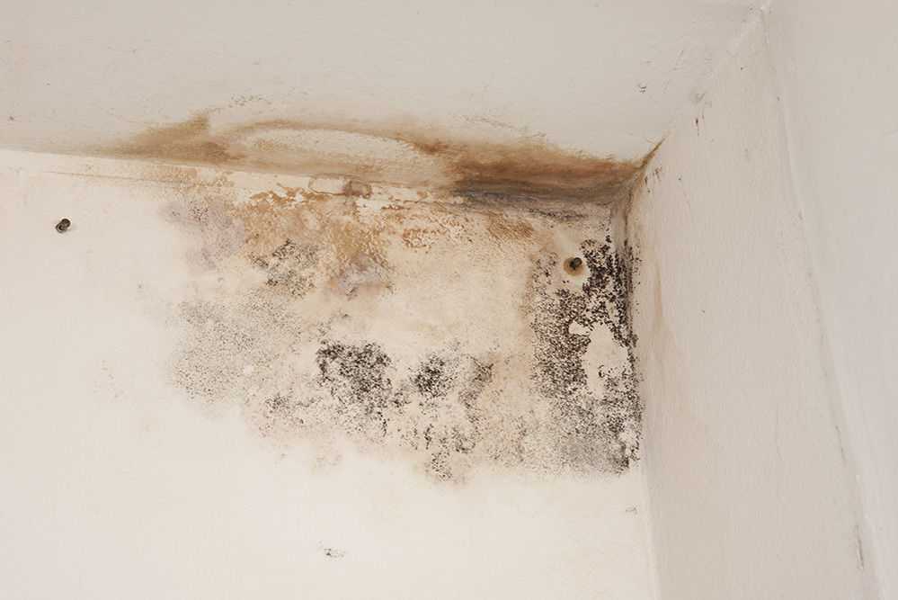 Плесень на обоях: что делать, как избавиться от черных пятен грибка и запаха в квартире, чем можно убрать, не сдирая покрытия со стен?